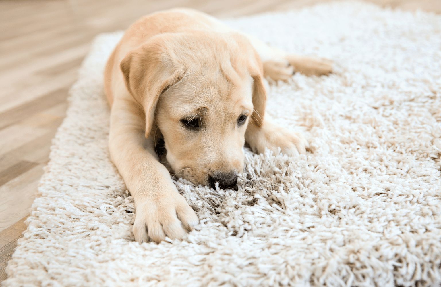Carpet cleaning in Sunnyvale, TX