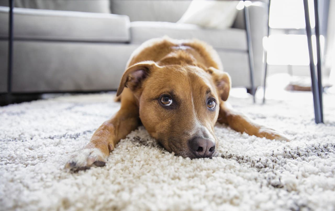 What to Do After a Pet Accident on Carpet